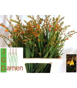Crocosmia Davison 60 cm