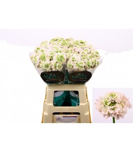 Scabieuse Va B Scoop 60 cm