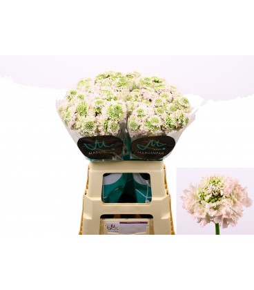 Scabieuse Va B Scoop 70 CM
