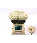 Scabieuse Va B Scoop 70 CM