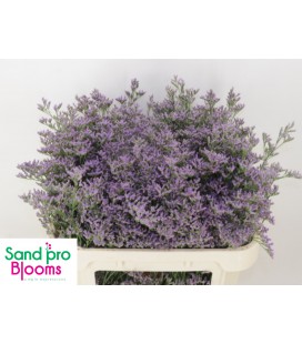 Limonium Skylight 70 cm
