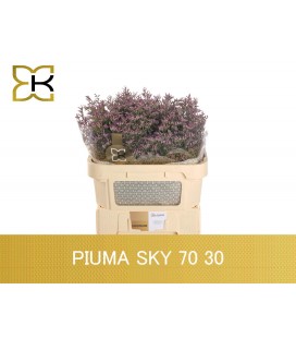 Limonium Piuma sky 70 cm
