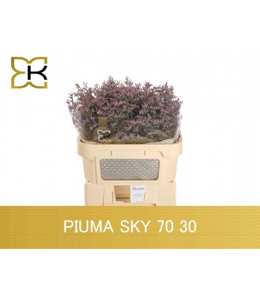 Limonium Piuma sky