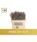 Limonium Piuma sky