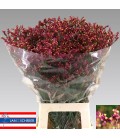 Limonium Scarlet Diamond 65 cm