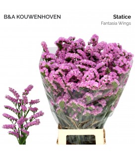Statice Fantasia Wings 75 cm