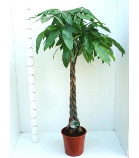 Pachira Aquatica pot de 27 h 135