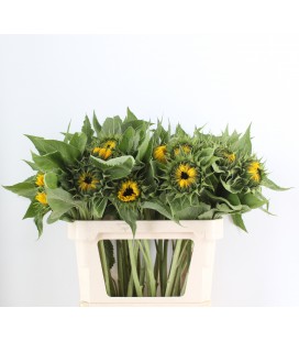 Tournesol Sunrich orange 80 cm