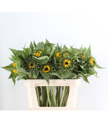 Tournesol Sunrich orange 85 cm