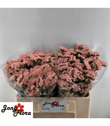 Statice Peach wings 70 cm