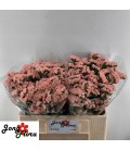 Statice Peach wings 70 cm