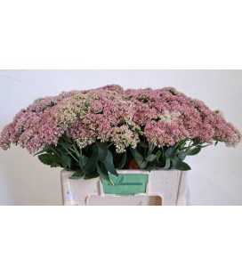 Sedum Spectabilis 55 cm