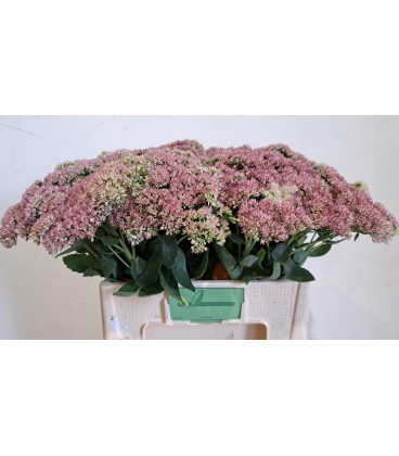 Sedum Spectabilis