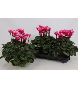 Cyclamen Sup Macro Ø 13