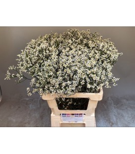 Limonium Clear Diamond 65 cm