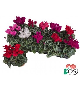 Cyclamen Carino pot de 10.5