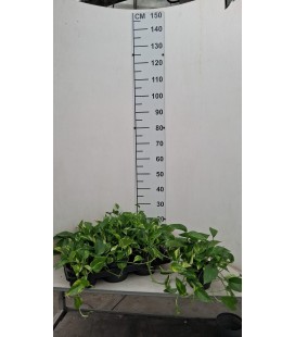 Pothos Ø 17 suspension