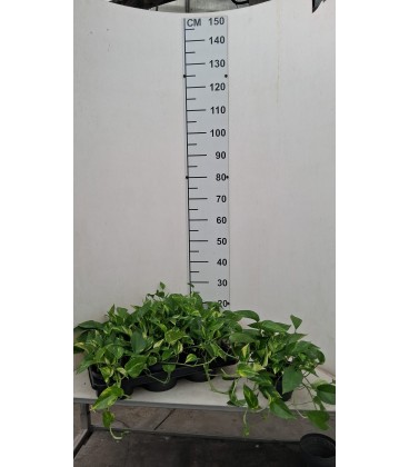 Pothos Ø 17 suspension