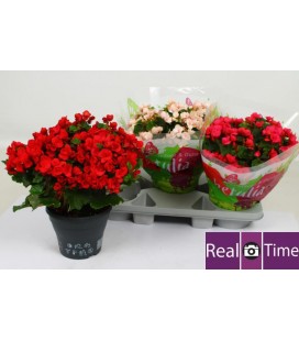 Begonia Betulia Pot de 19 mix