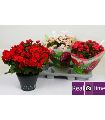 Begonia Betulia Pot de 19