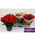 Begonia Betulia Pot de 19