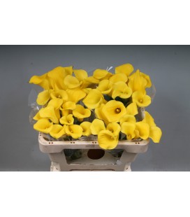 Calla Sunny Art 50 cm