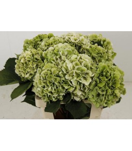 Hortensia Verena cl 60 cm