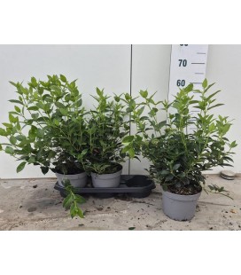 Viburnum tinus pot de 19 h 60