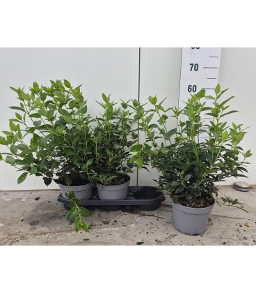 Viburnum tinus pot de 19 h 50