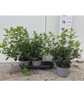 Viburnum tinus pot de 19 h 50