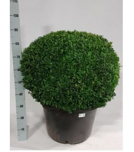Buis Ø 40 h 130 cm