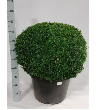 Buis Ø 40 h 130 cm