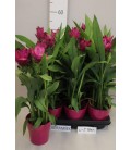 Curcuma siam sublim Ø 12
