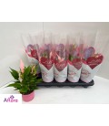 Anthurium Lilli Ø 10
