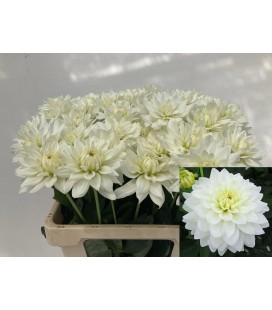 Dahlia Karma Zwaan 60 cm