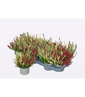 Calluna Wisbos trio Ø 11