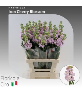 Giroflée Iron Cherry Bl 70 cm