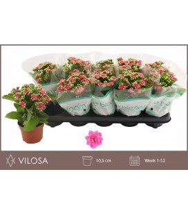 Kalanchoe Nando pink Ø 10.5