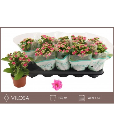Kalanchoe Nando pink Ø 07