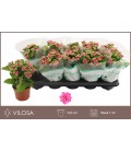 Kalanchoe Nando pink Ø 07