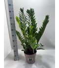 Zamioculcas Ø 23 h 90