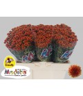 santini Mad tyolo orange