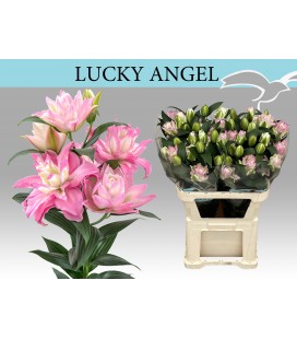 Lys Or Du Lucky angel 85 cm