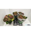 Hortensia rouge Ø 14