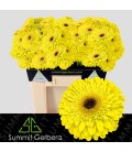 Gerbera Grasshopper x25