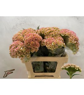 Celosie Champagne 65 cm