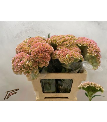 Celosie Champagne 65 cm