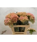 Celosie Champagne 65 cm