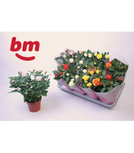 Rosier Monde pot de 12 