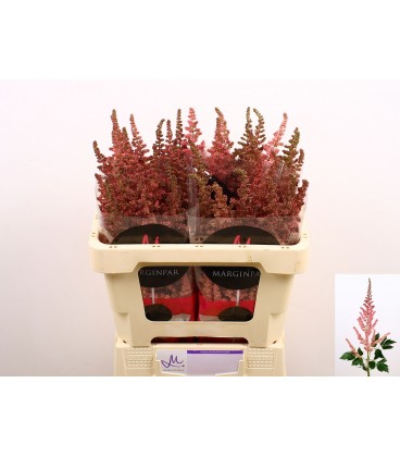 Astilbe pink 45 cm